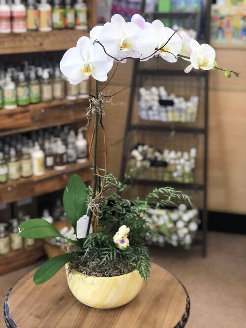 Orchid & Houseplant Design 5