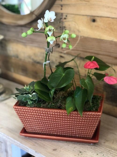 Orchid & Houseplant Design 6