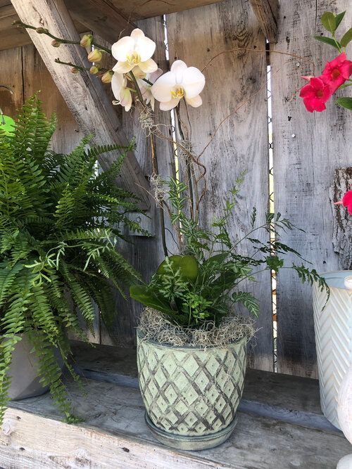 Orchid & Houseplant Design 7