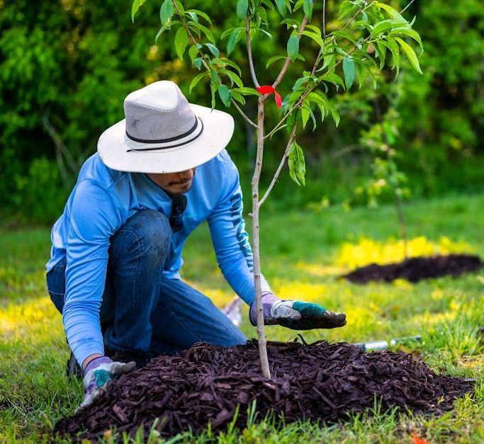Person kneeling and planting a young tree in a green garden, wearing a white hat and blue shirt