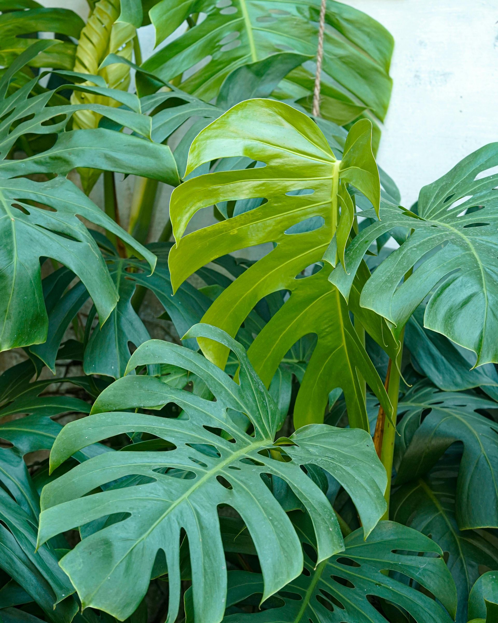 Dense green tropical leaves with split, glossy foliage against a light background