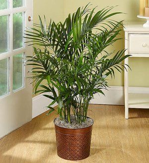 Cat Palm