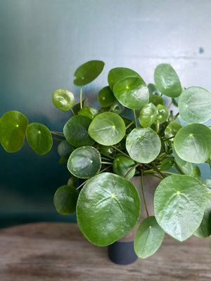 Chinese Money Plant