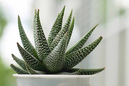 Haworthia