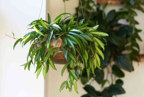 Hoya