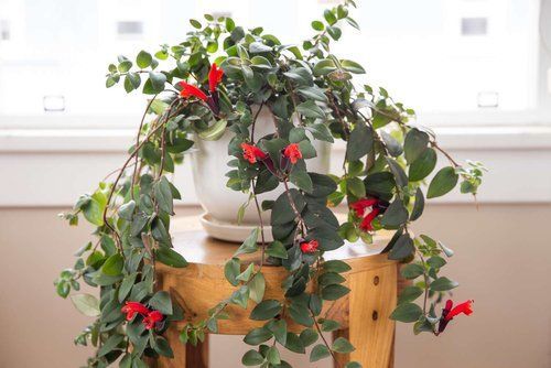 Lipstick Plant
