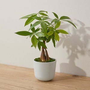Money Tree