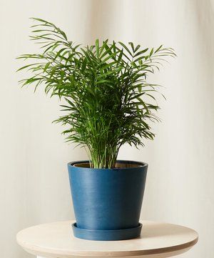 Parlour Palm
