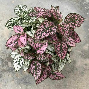 Polka Dot Plant