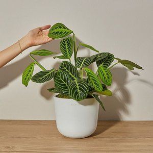 Prayer Plant