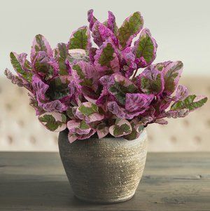 Purple Waffle Plant