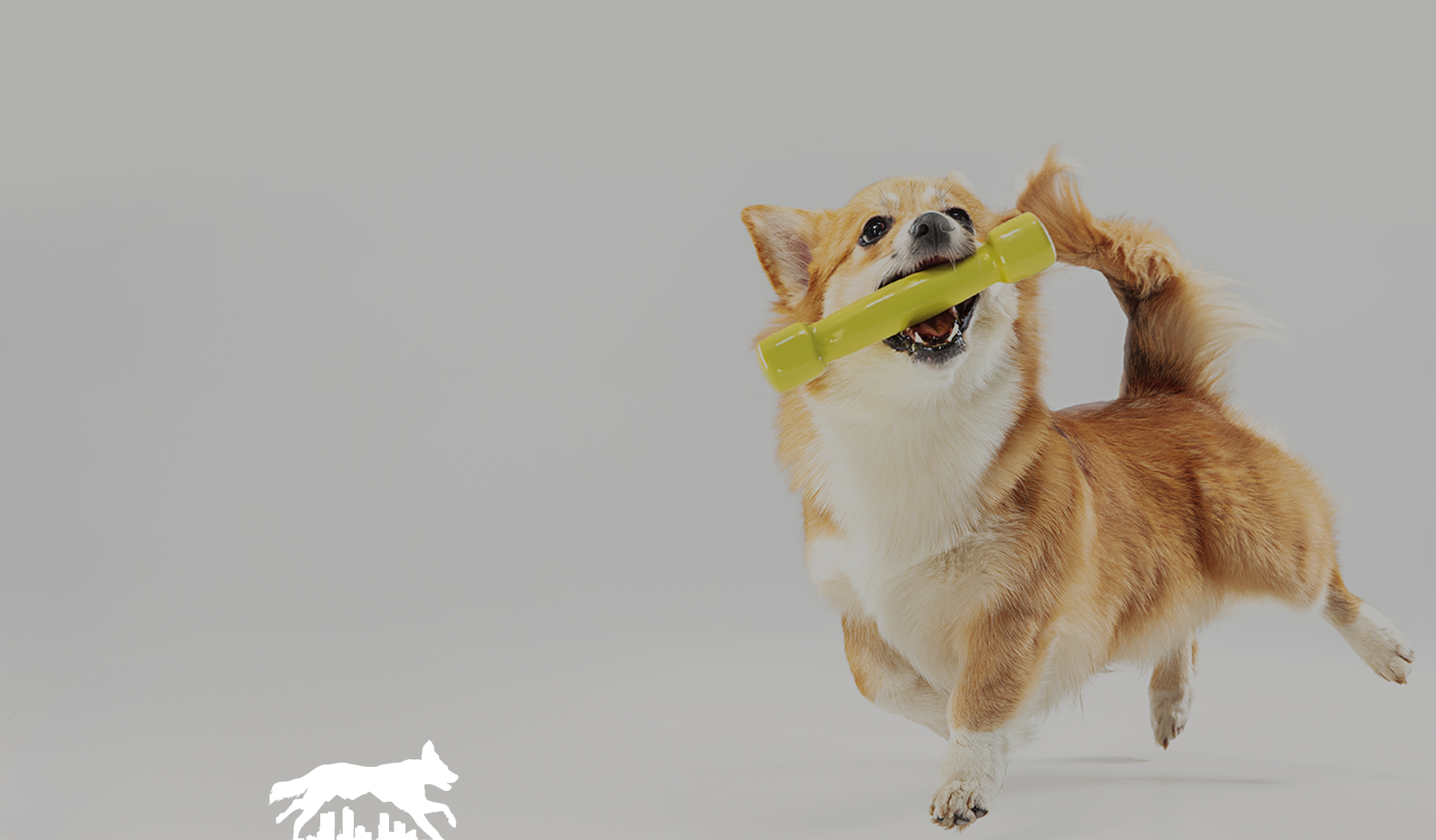 Small tan dog holding a yellow toy in its mouth against a plain gray background