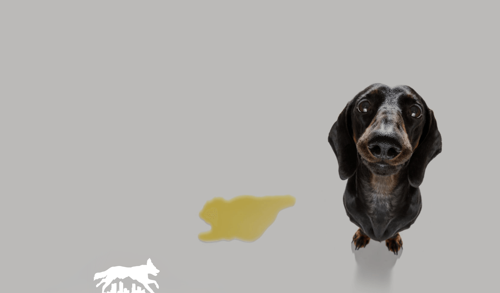 Black dog facing camera beside a yellow stain on a gray background