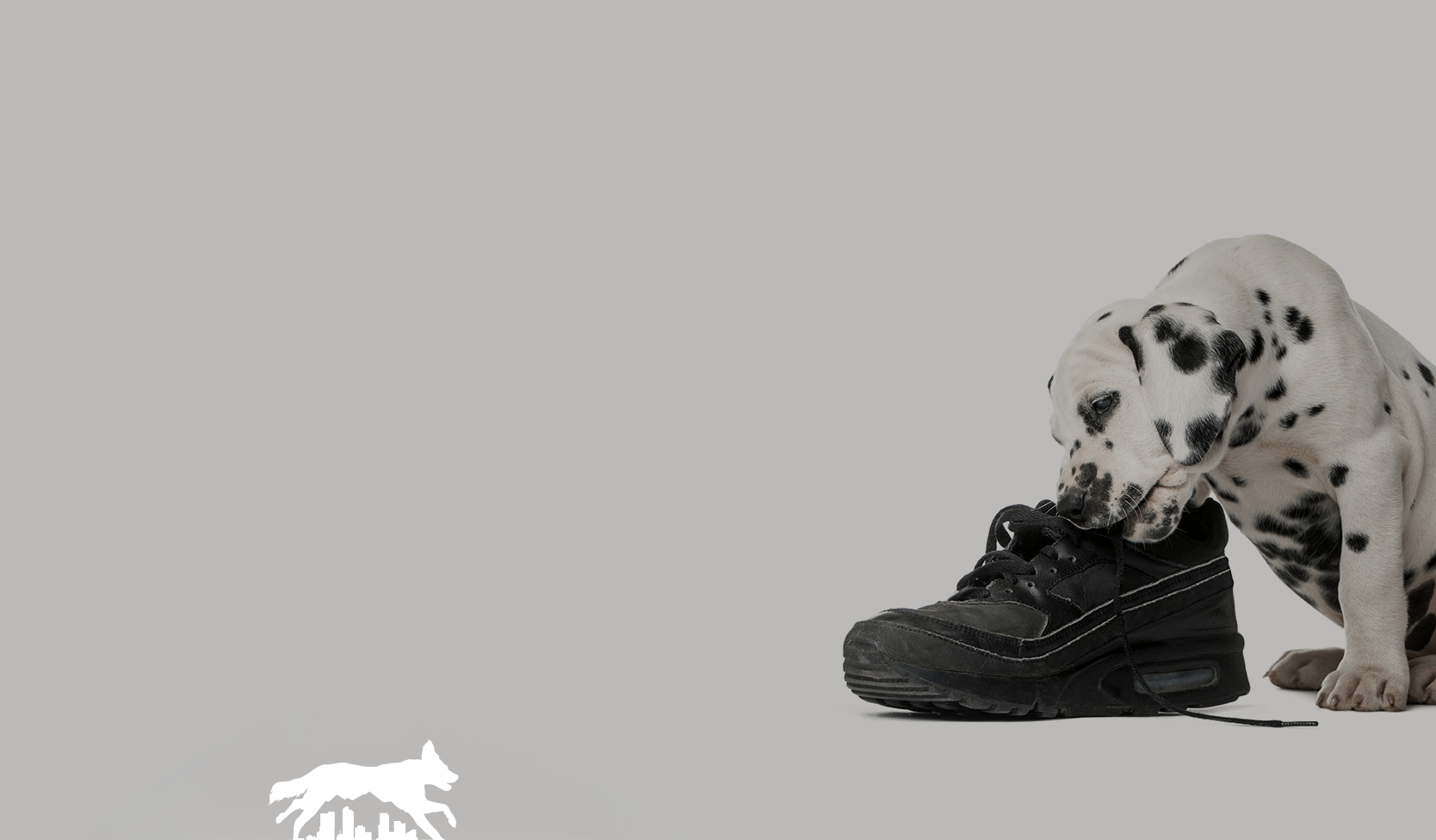 Dalmatian puppy chewing on a black sneaker against a plain gray background