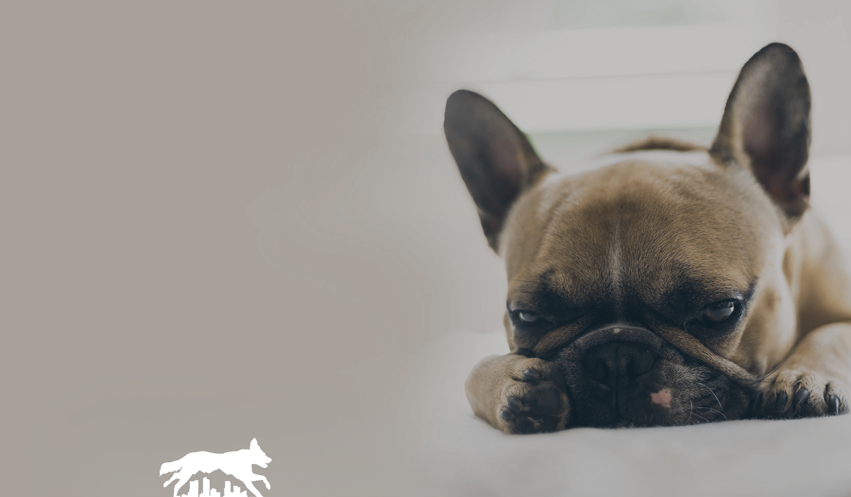 Small tan French bulldog resting its head on a white surface, looking sleepy against a gray background.