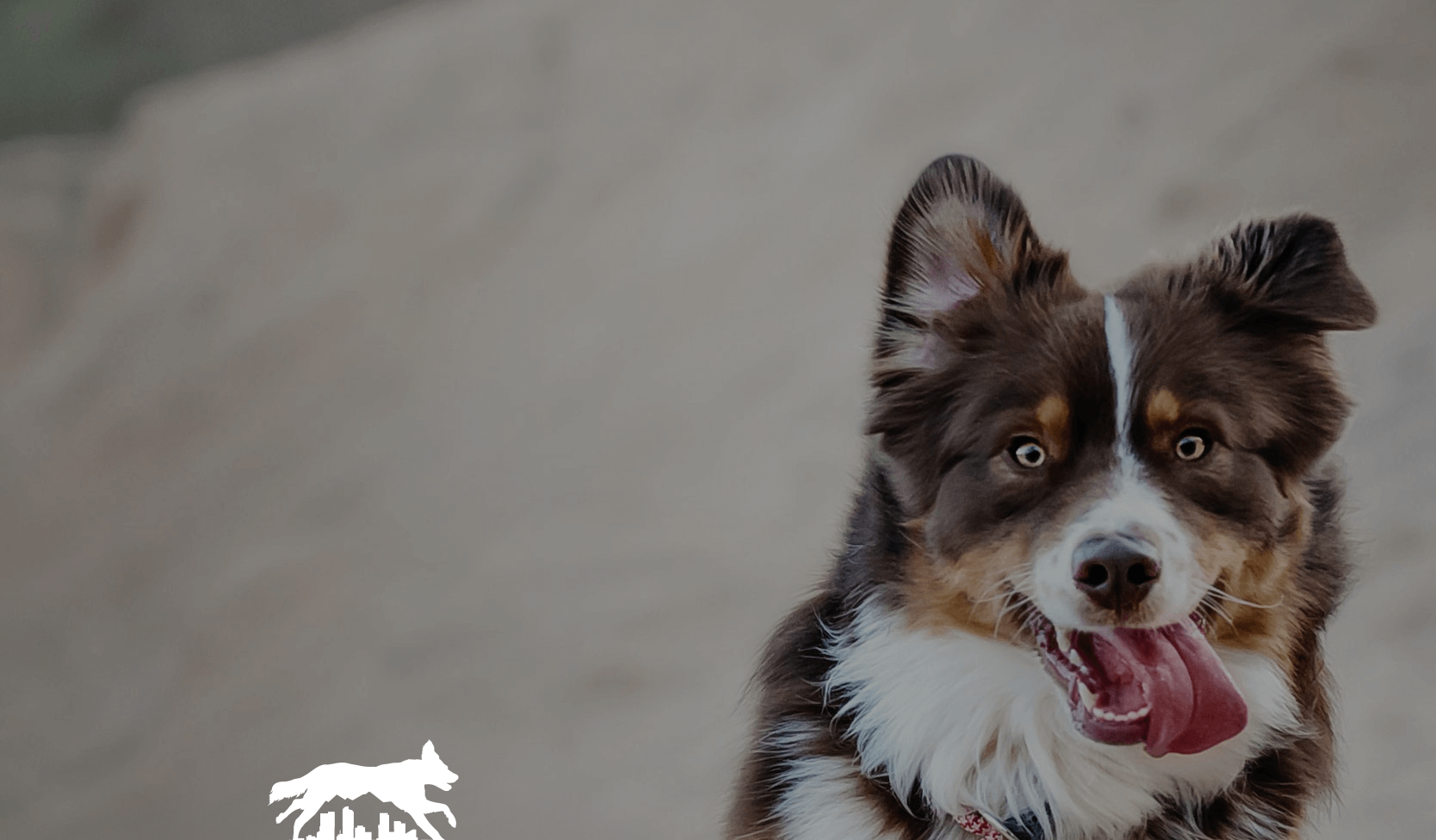 Small black-and-brown dog with a white chest, looking at the camera with its tongue out