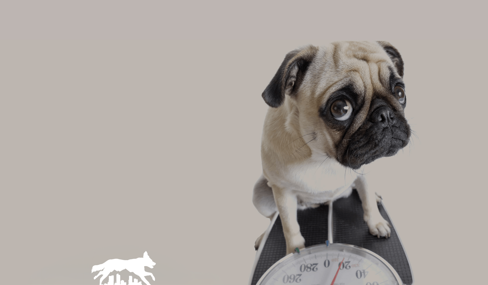 Pug standing on a bathroom scale, looking down with a sad expression
