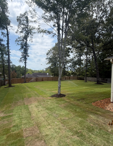 Backyard lawn with a young tree, tall trees, wooden fence, and cloudy sky