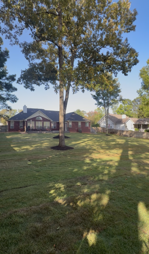 Grassy yard with a tall tree in front of suburban houses under a clear blue sky