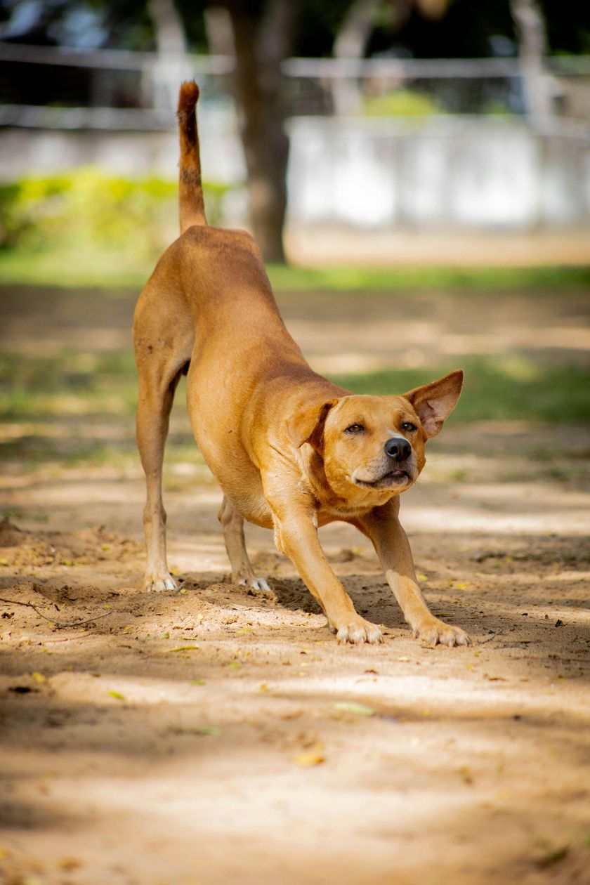 Brown dog stretching on sandy ground outdoors.