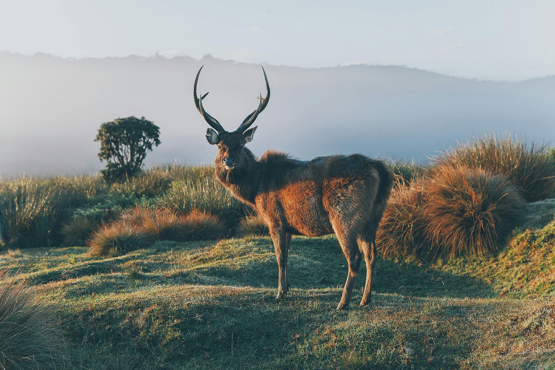 Deer with large antlers stands in grassy field, mountain backdrop.
