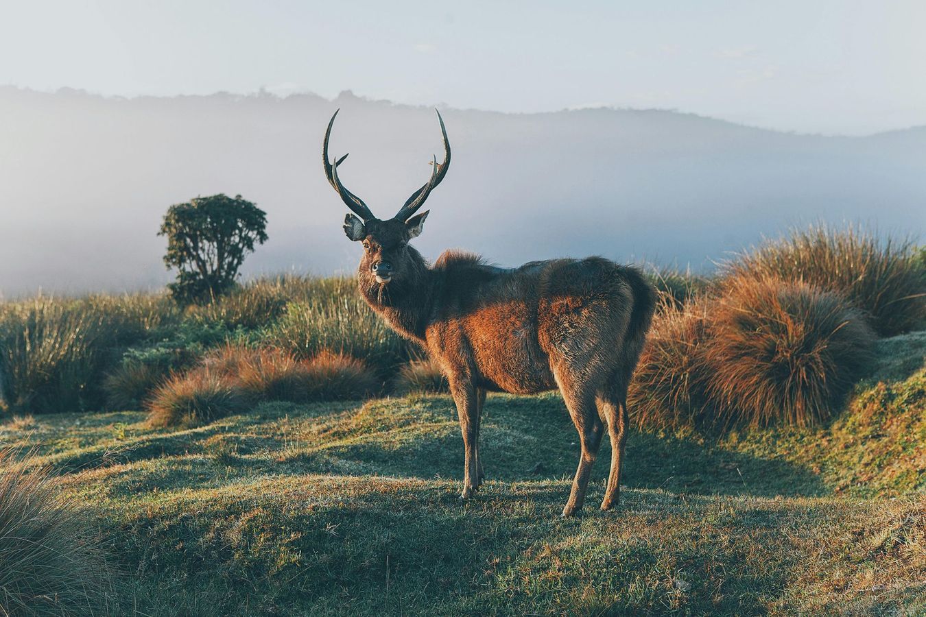 Deer with large antlers stands in grassy field, mountain backdrop.