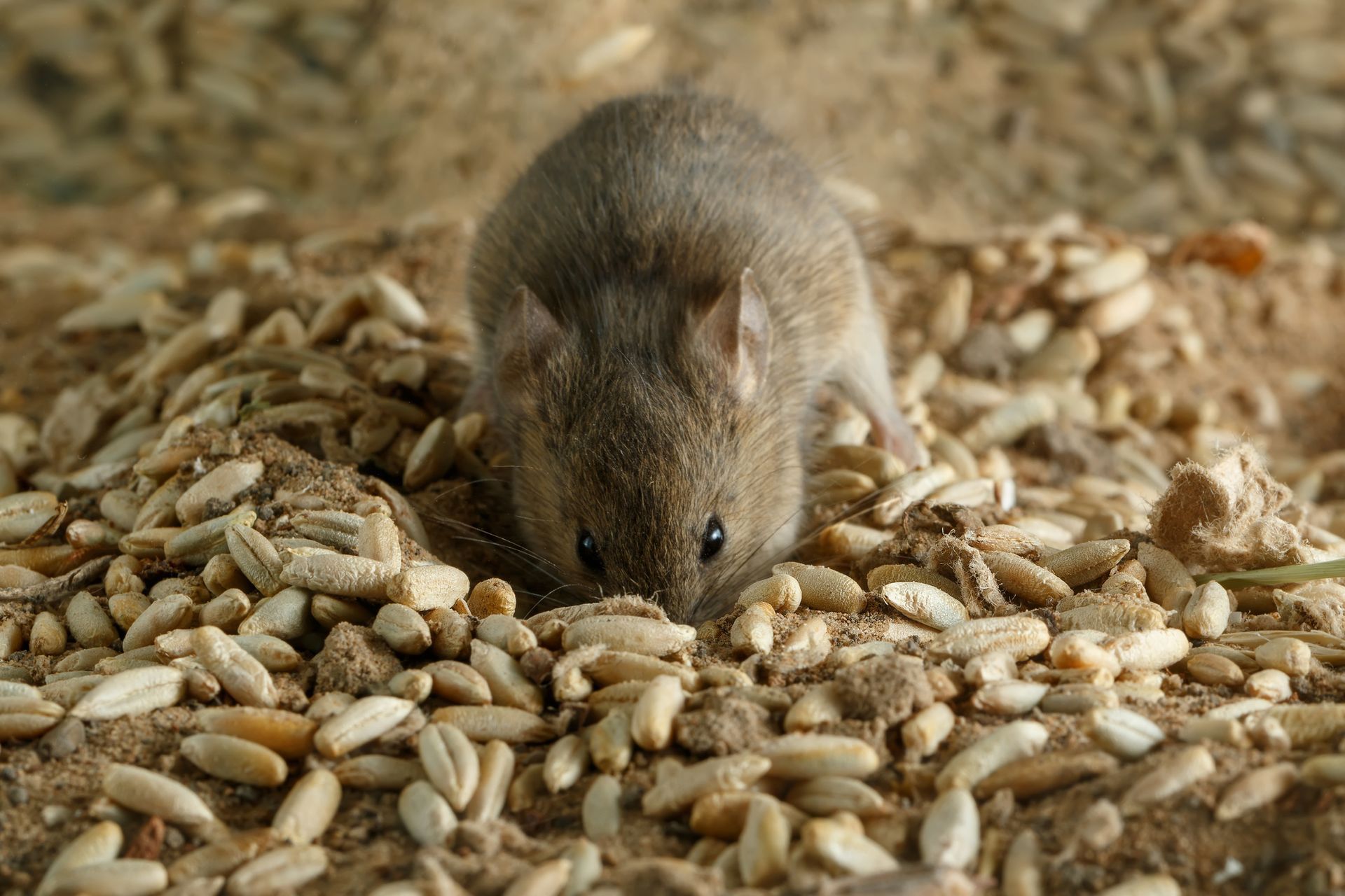 Topo che mangia semi sparsi su un letto di grano