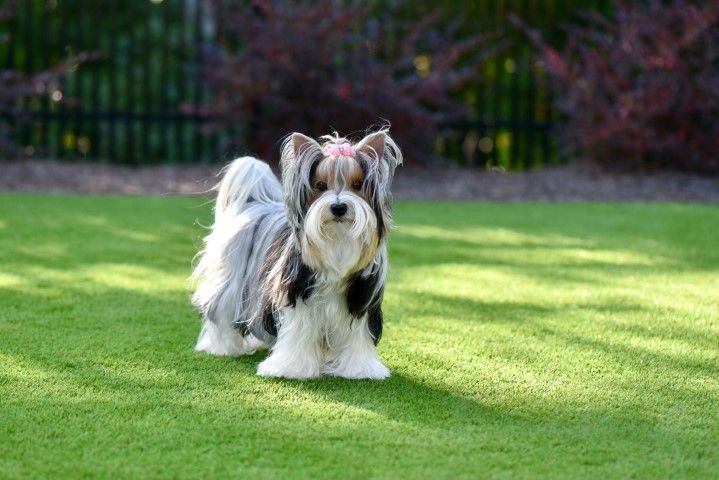 A small Biewer Terrier with a pink hair bow stands on a lush green lawn in front of a dark fence.