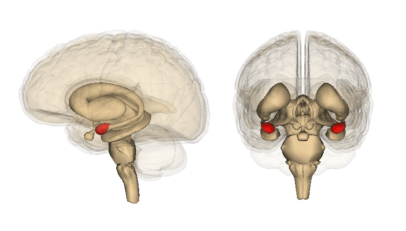 Amygdala - onderdeel van 'angstbrein'