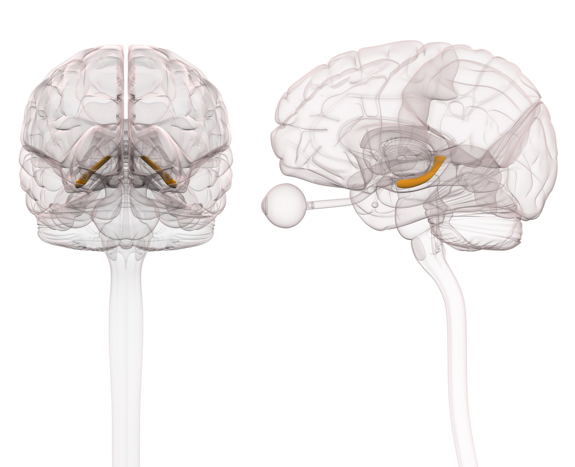 Hippocampus