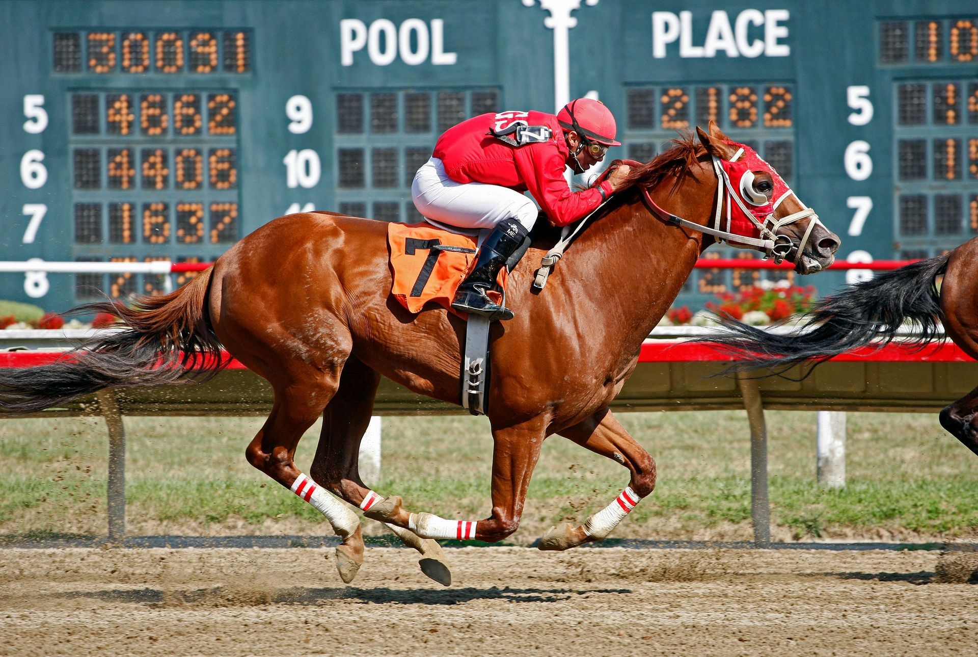 Racehorse, number 7, in red and white jockey uniform, racing at track.