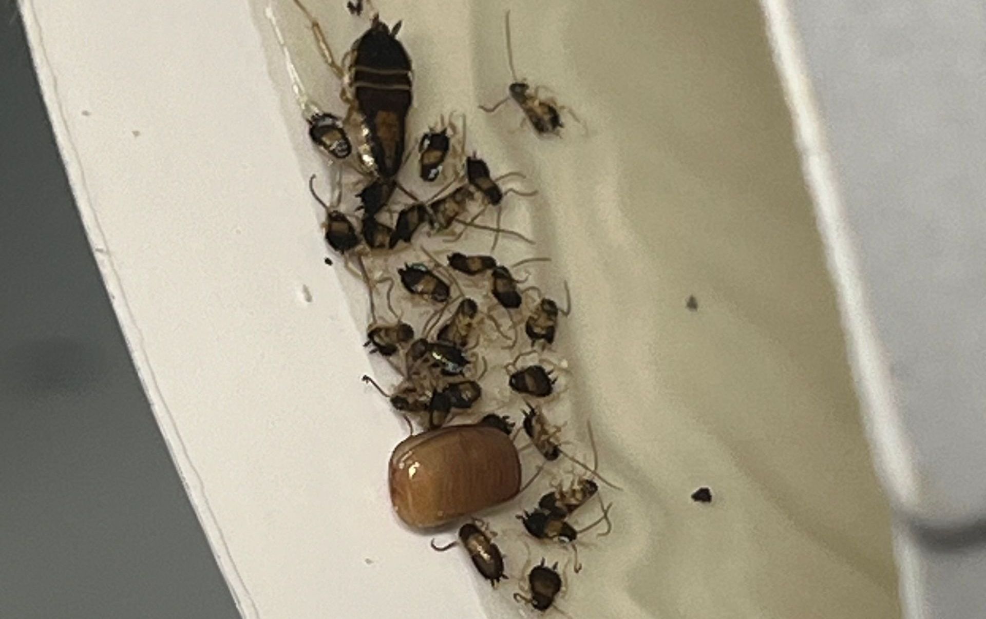 A bunch of cockroaches are sitting on a toilet seat.