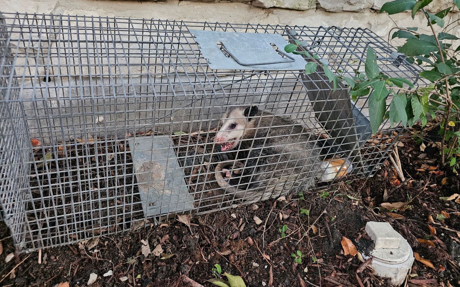 An opossum is sitting in a wire cage.