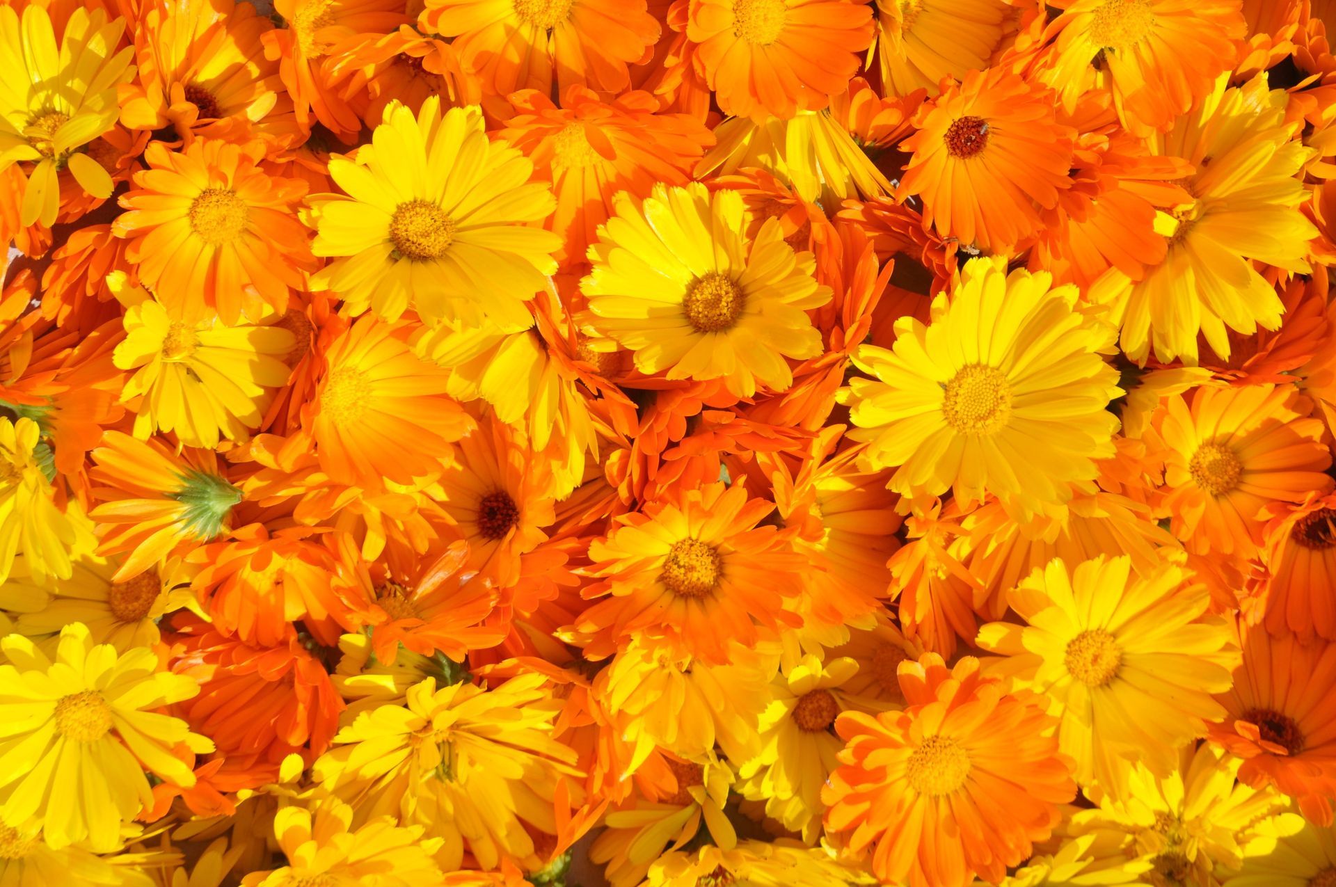 A bunch of purple flowers with a yellow center