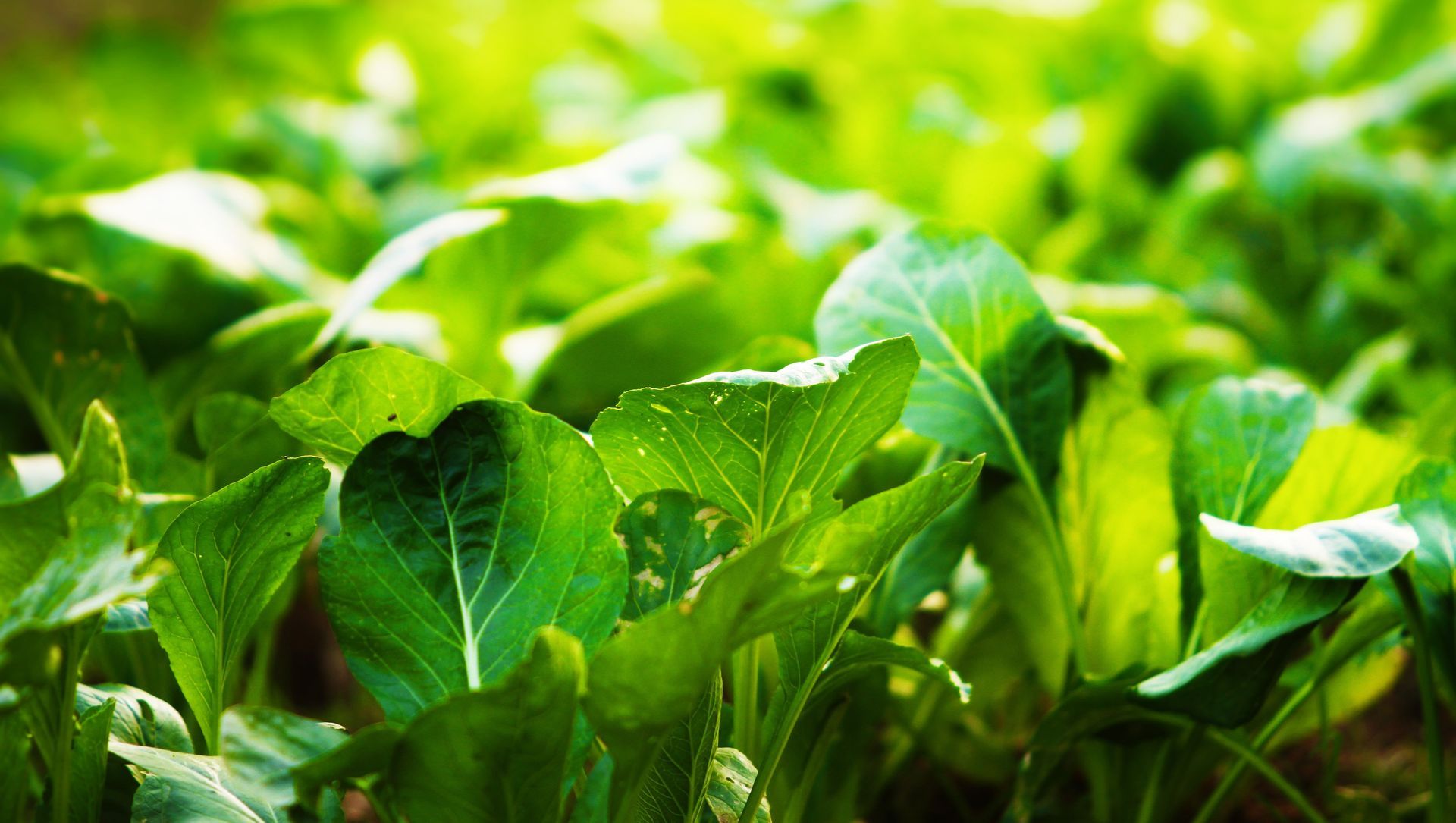 A bunch of green plants are growing in a garden.