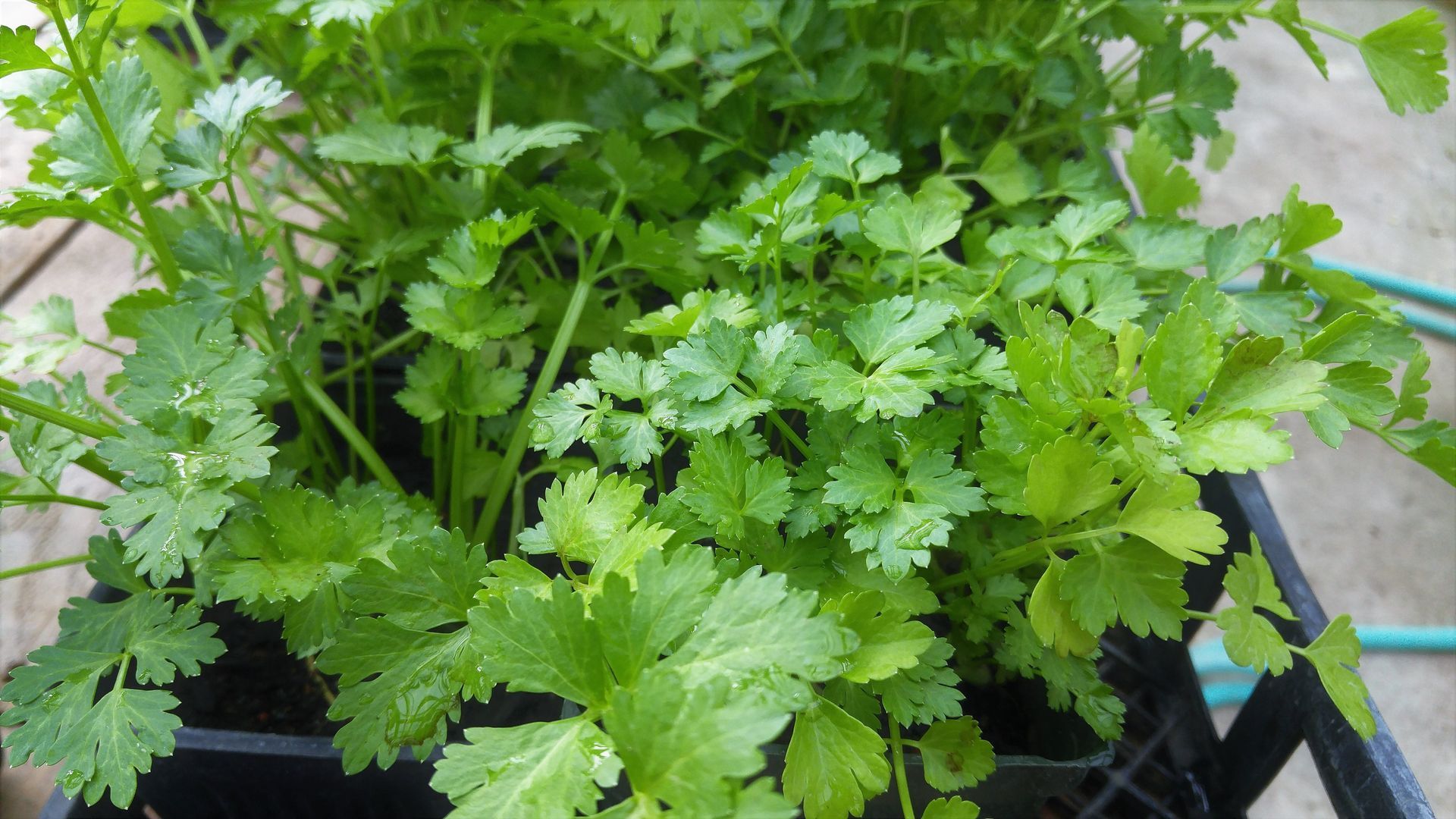 A bunch of green leaves are growing in a pot.