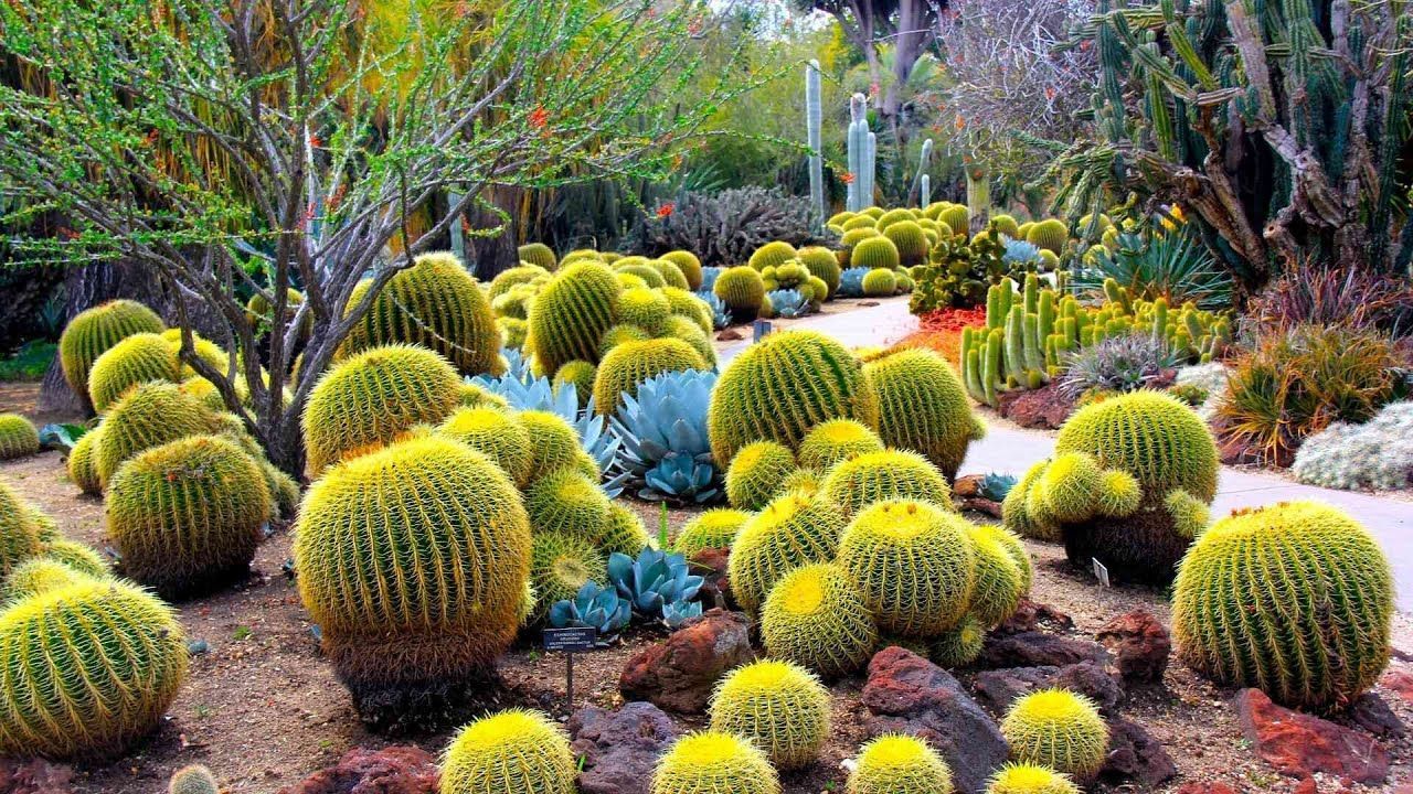 There are many different types of cactus in this garden.