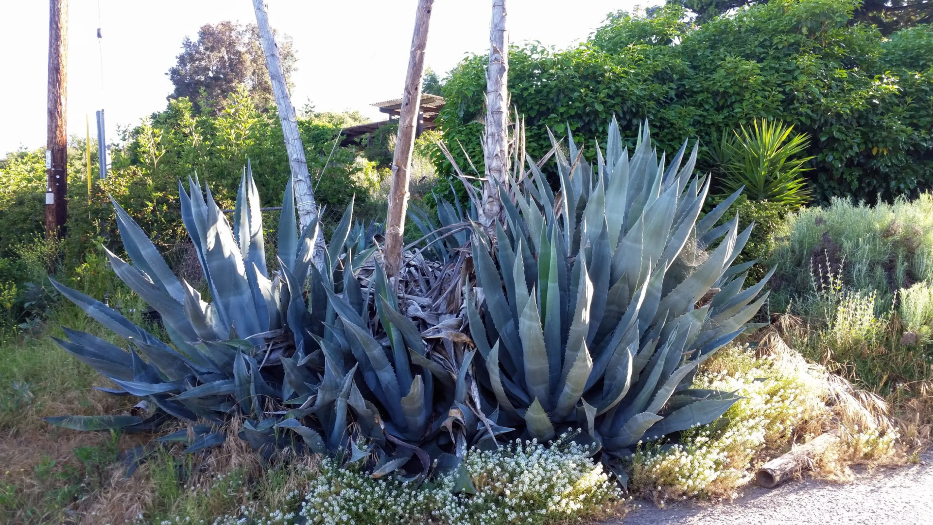 Agave
