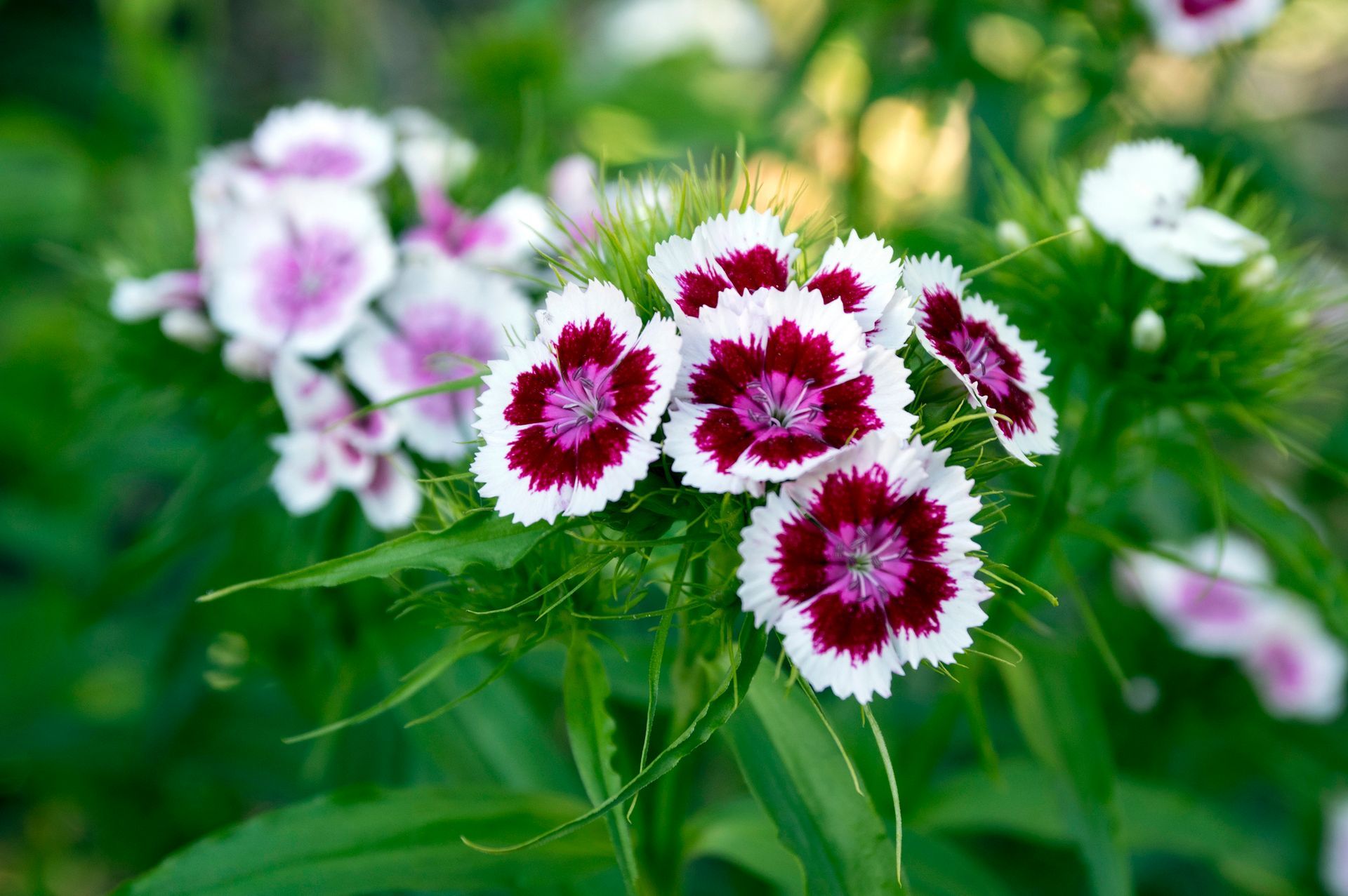A bunch of pink flowers are growing in a garden.
