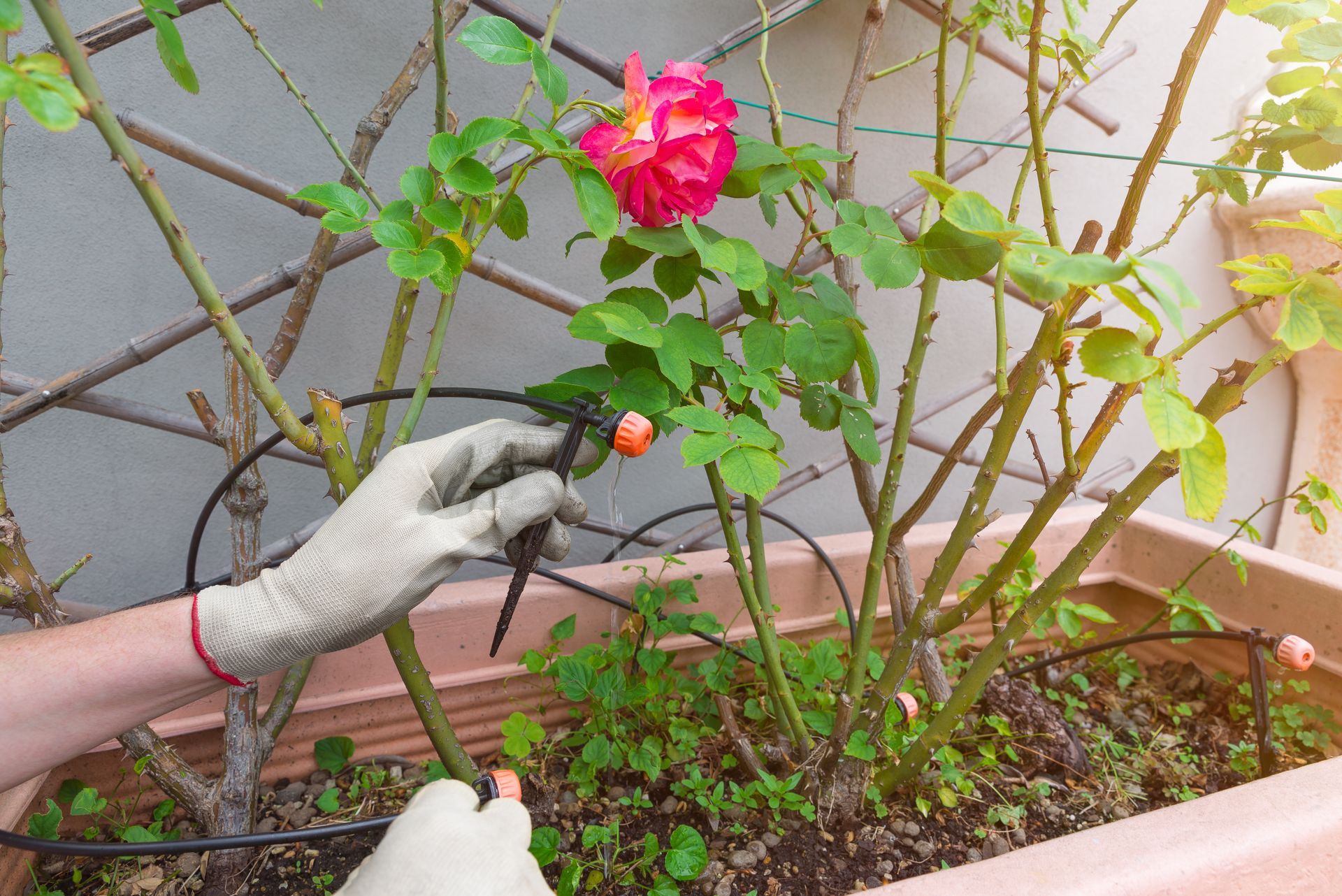 A person wearing gloves is watering a rose in a pot