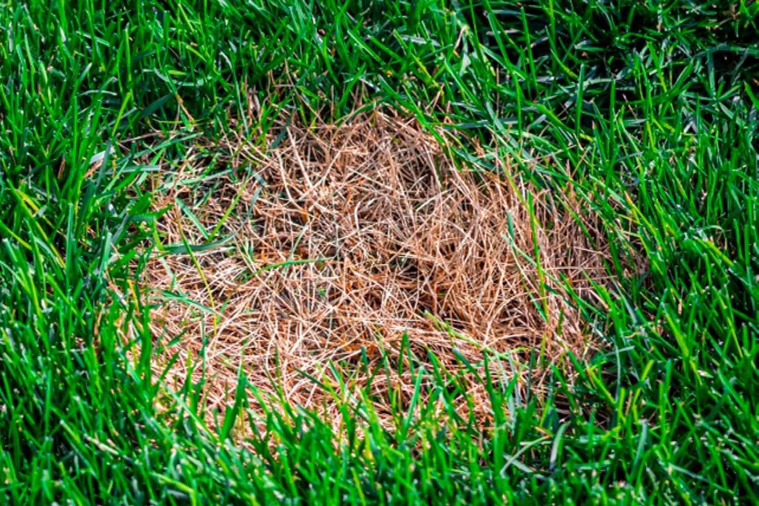 Lawn with dry grass spot.