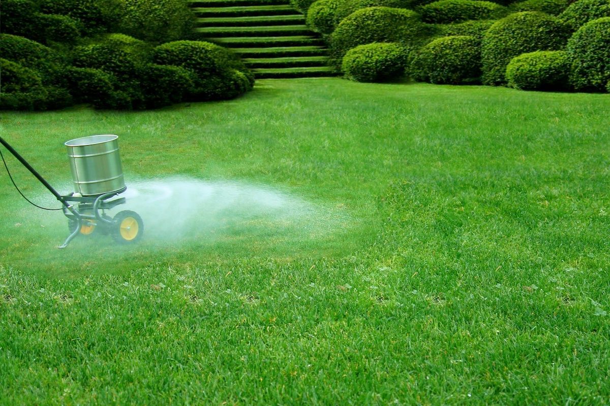 Fertilizing the green lawn.