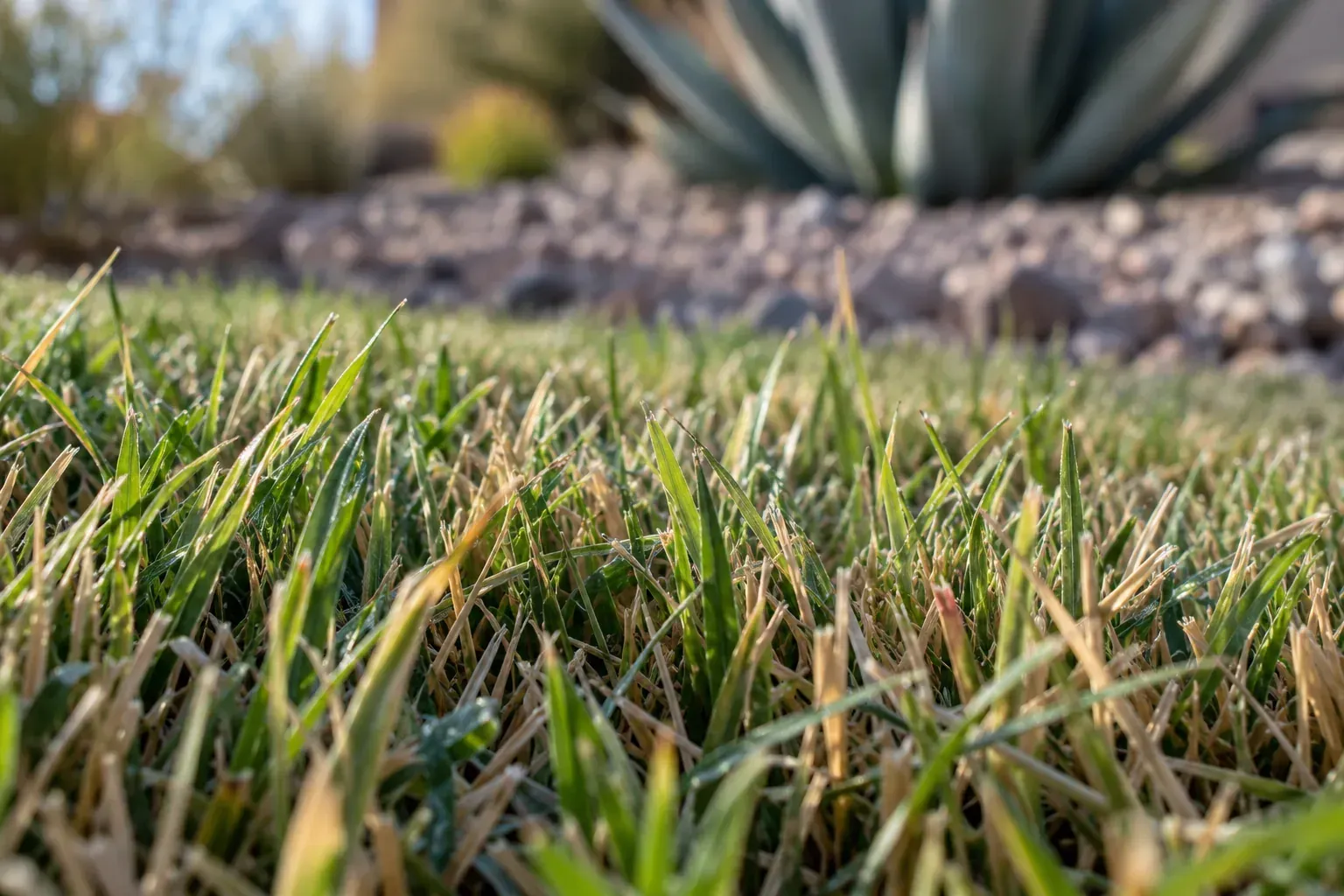 Close-up of Bermuda grass blades on an Arizona lawn in cool October morning light, showing growth slowing before overseeding