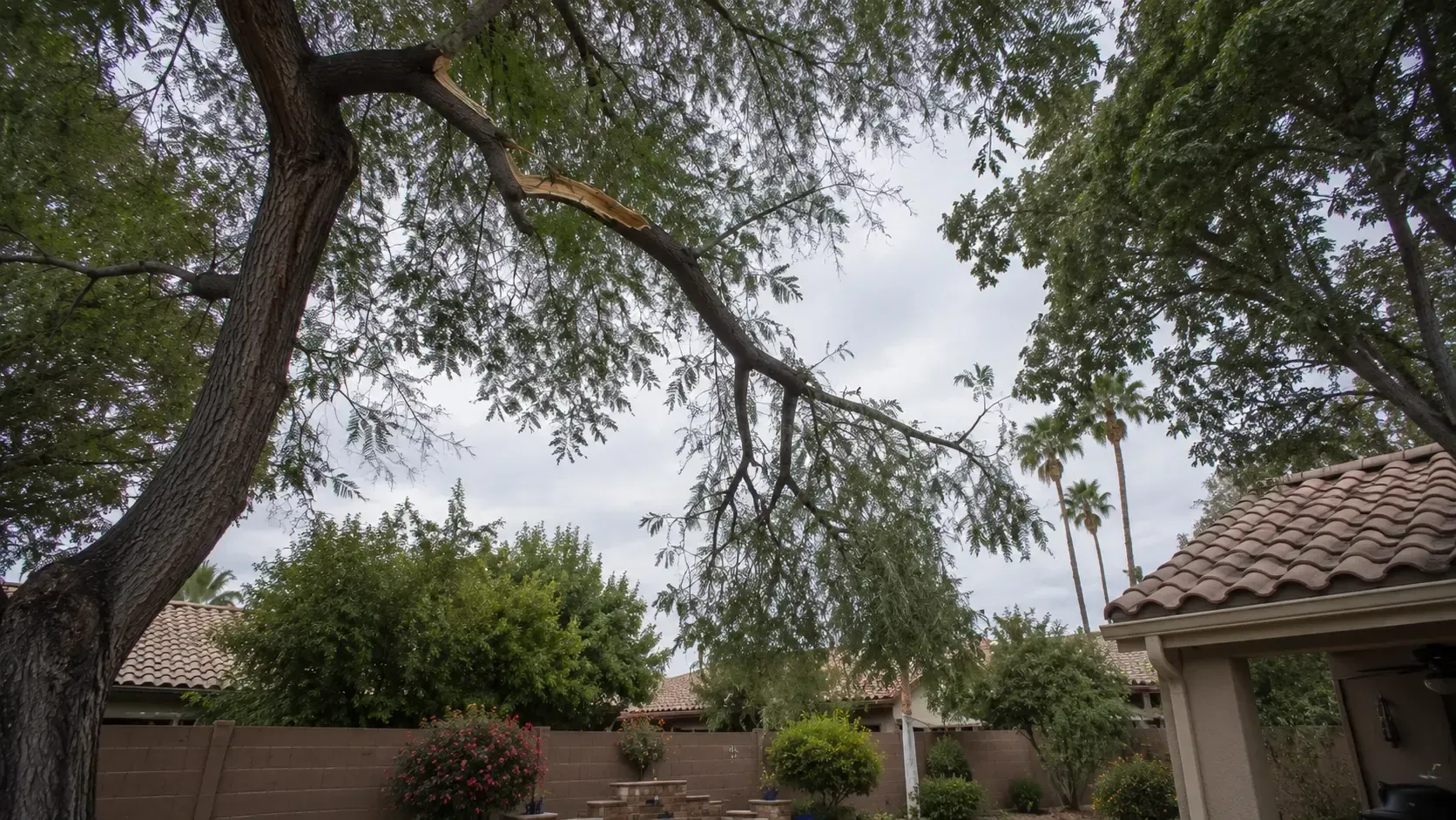 Hanging broken limb in a tree canopy