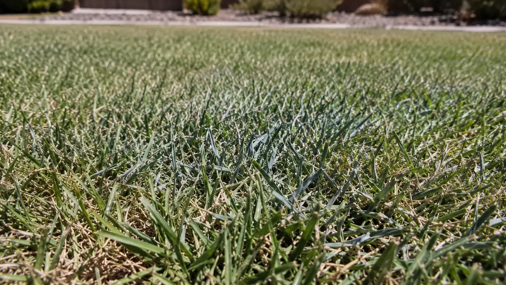 Close-up of dew-covered grass in a field, with a blurred tree line in the background