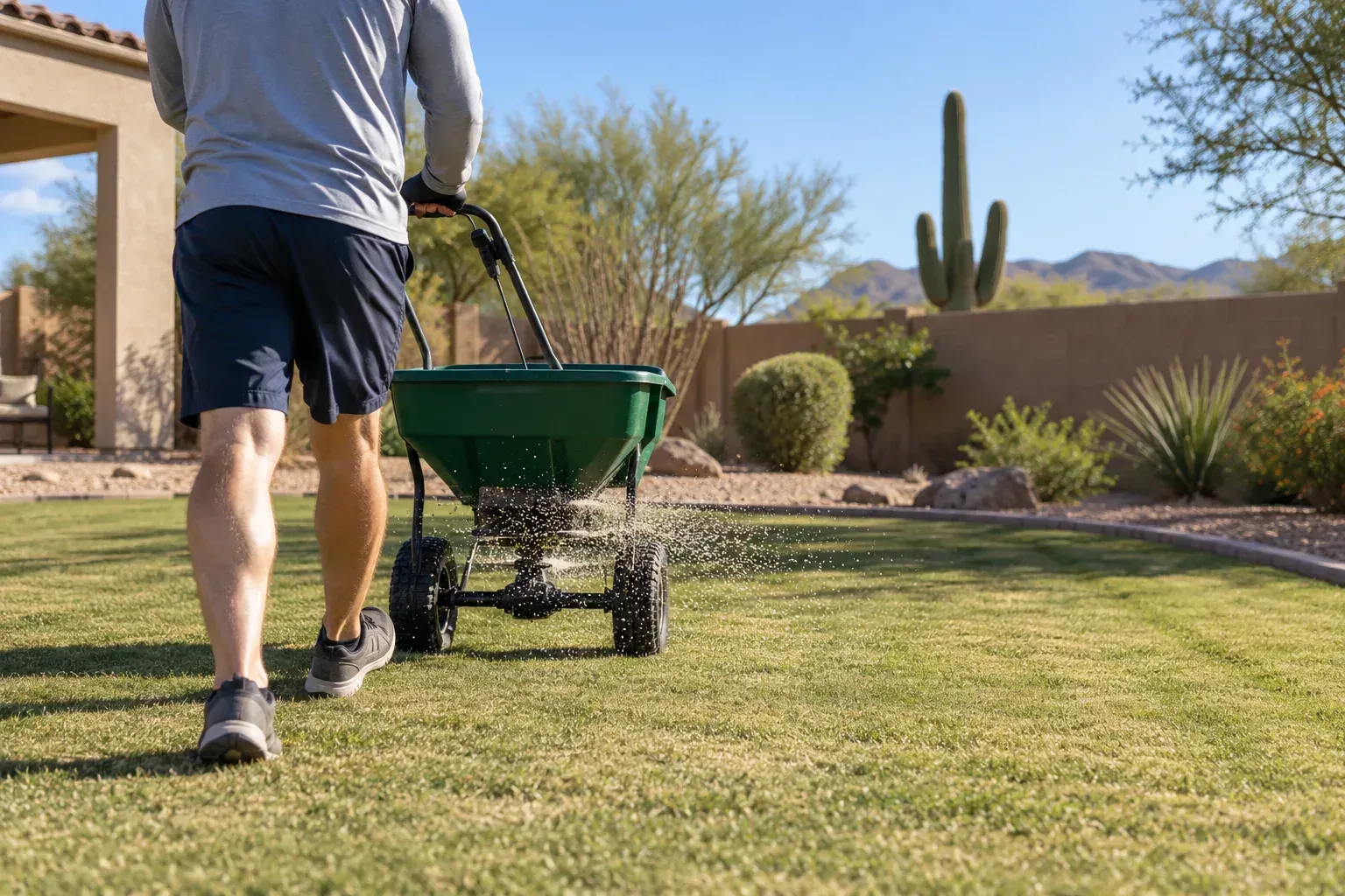 Broadcast spreader applying perennial ryegrass seed across a cut-down Bermuda lawn at an Arizona desert home