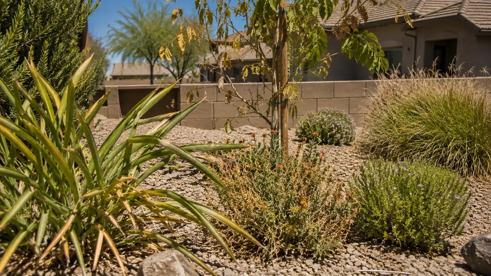 Desert landscaping with agave, shrubs, gravel, and a house in the background.