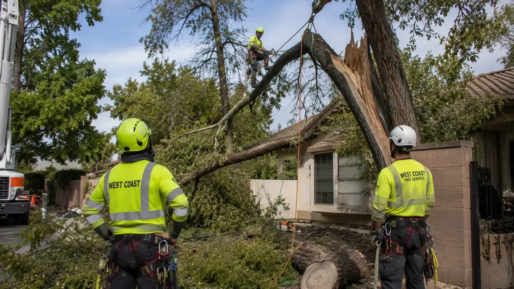 Arborist assessing a storm-damaged tree