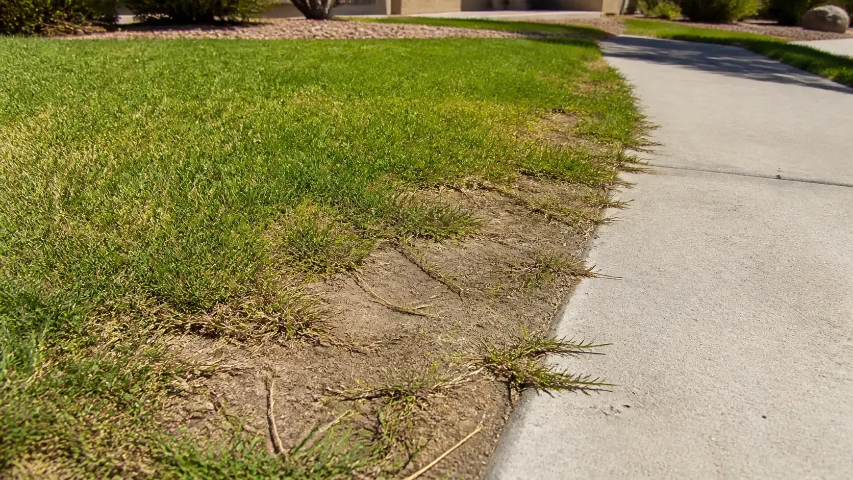 Patchy grass beside a concrete sidewalk and driveway in a suburban yard