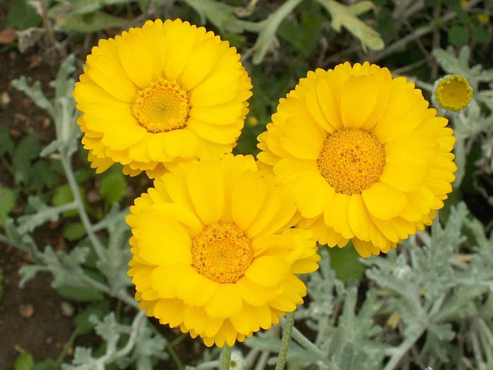 Desert Marigold